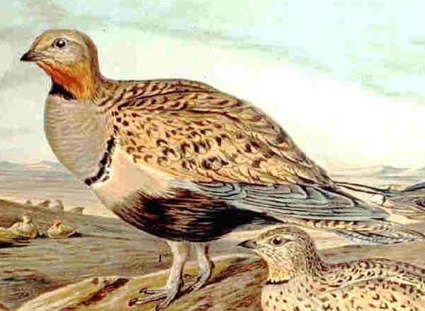 Black-bellied Sandgrouse