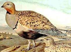 Black-bellied Sandgrouse