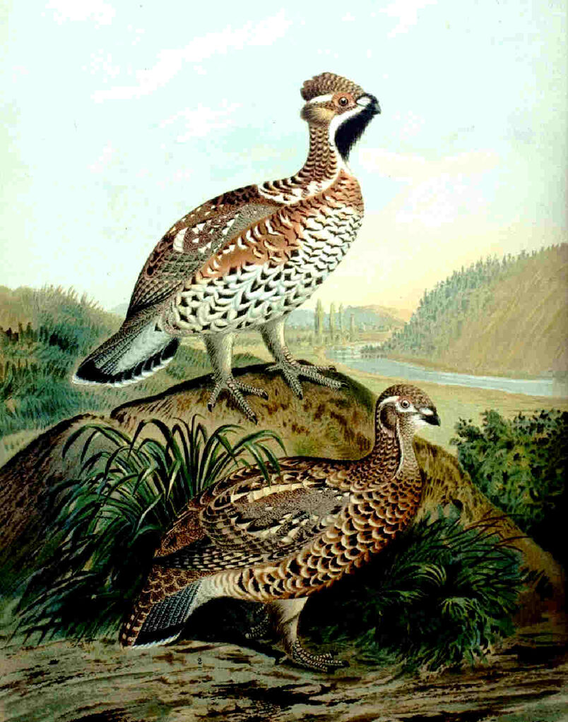 Hazel Grouse