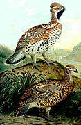 Hazel Grouse