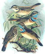 Bluethroat