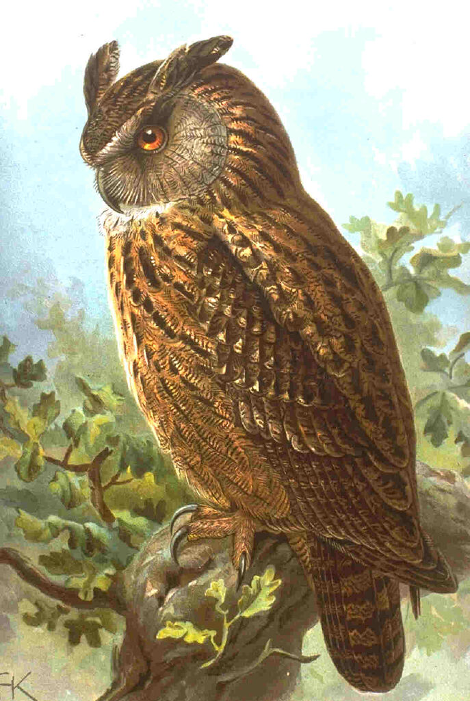 Eurasian Eagle-Owl