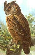 Eurasian Eagle-Owl