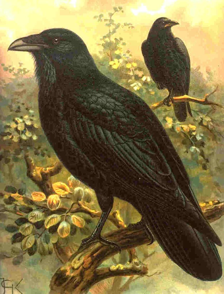 Grand Corbeau