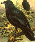 Northern Raven