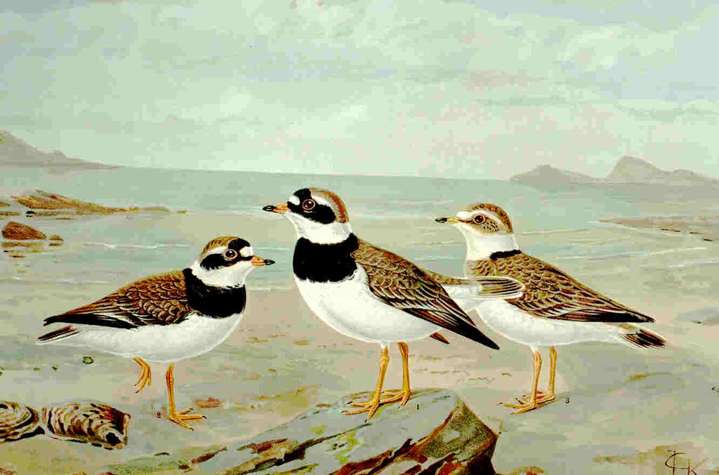 Common Ringed Plover