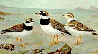 Common Ringed Plover