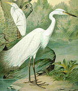 Great Egret