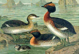 Horned Grebe