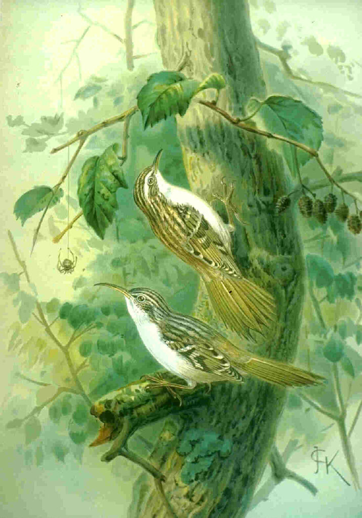 Short-toed Treecreeper