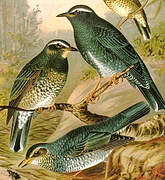 Siberian Thrush