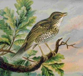 Song Thrush