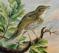 Song Thrush