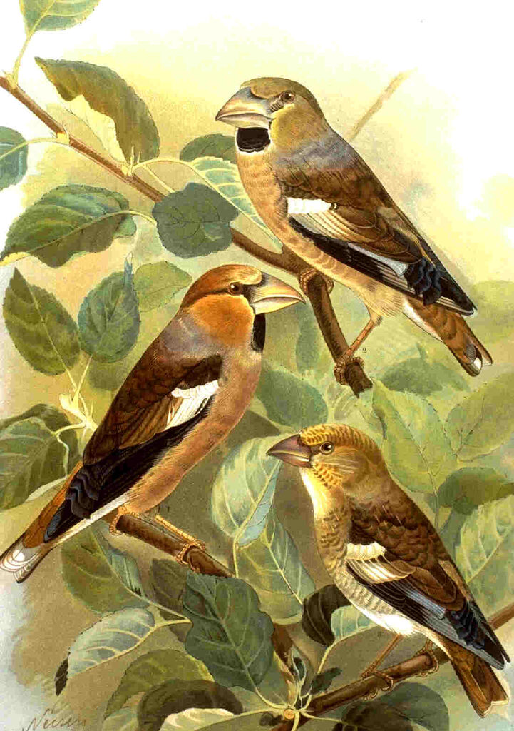 Hawfinch