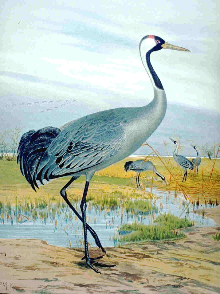 Common Crane