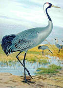 Common Crane