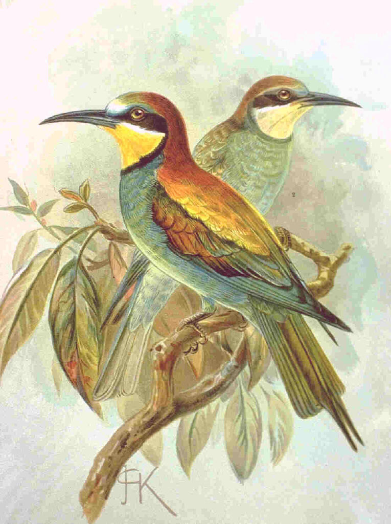 European Bee-eater