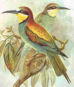 European Bee-eater