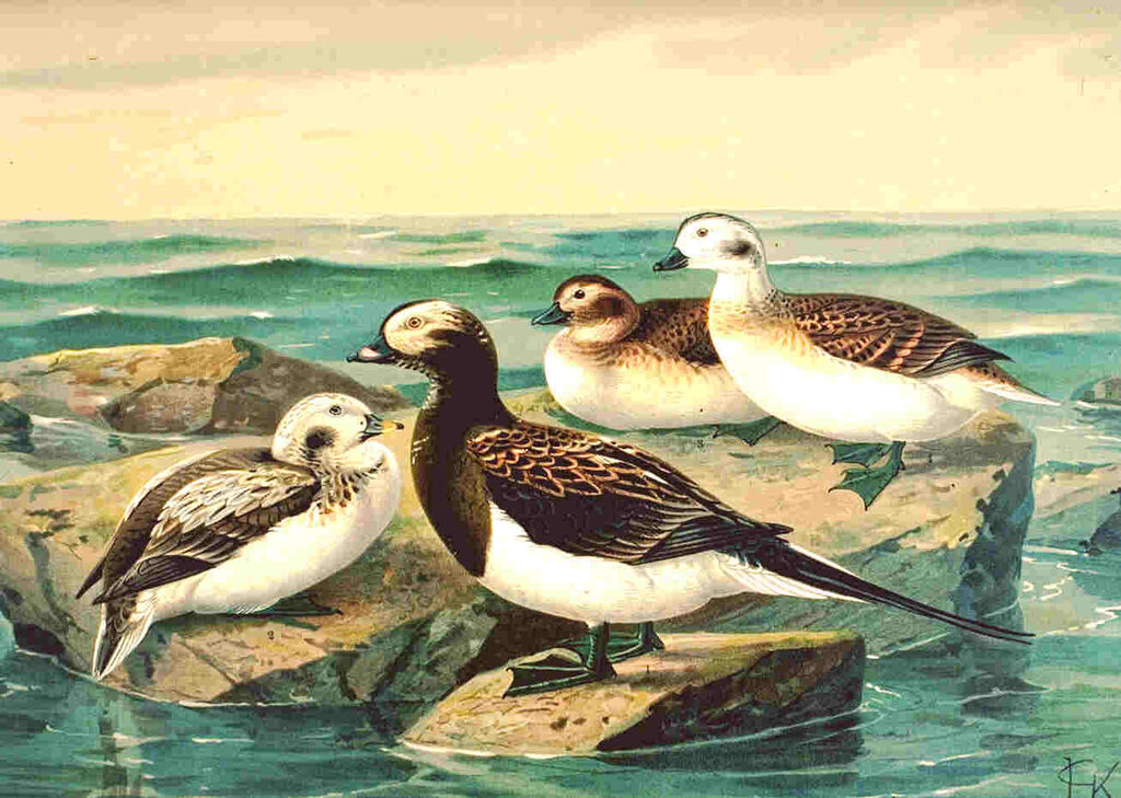 Long-tailed Duck