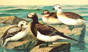 Long-tailed Duck