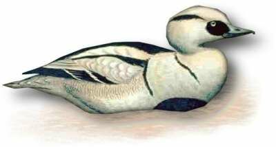 Smew