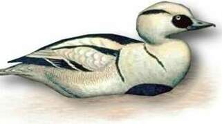 Smew