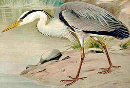 Grey Heron