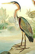 Purple Heron