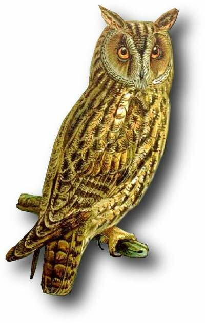 Long-eared Owl