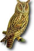 Long-eared Owl