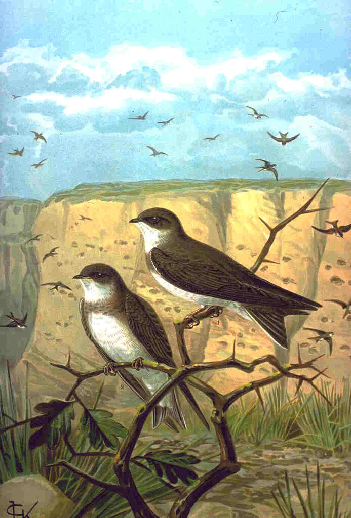 Sand Martin