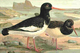 Eurasian Oystercatcher