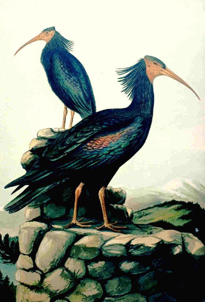 Northern Bald Ibis