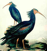 Northern Bald Ibis