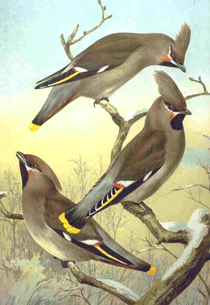 Bohemian Waxwing