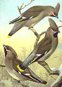 Bohemian Waxwing