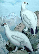 Rock Ptarmigan