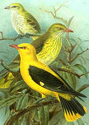 Eurasian Golden Oriole