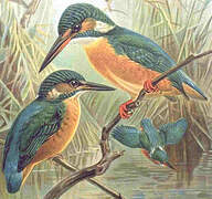 Common Kingfisher