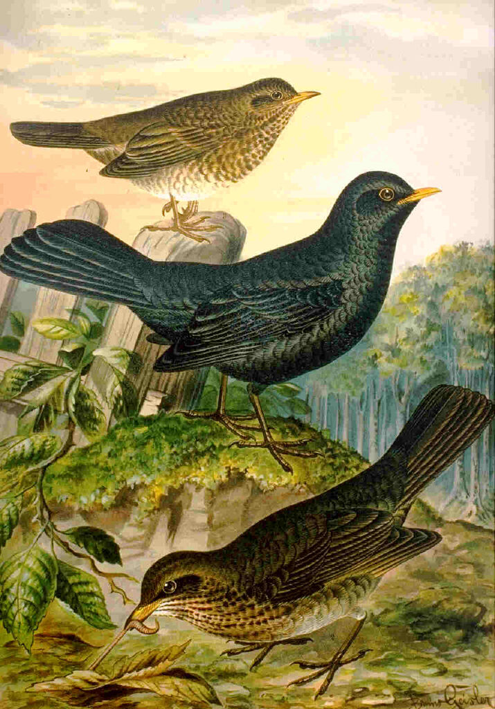 Common Blackbird