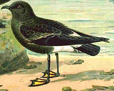 Wilson's Storm Petrel