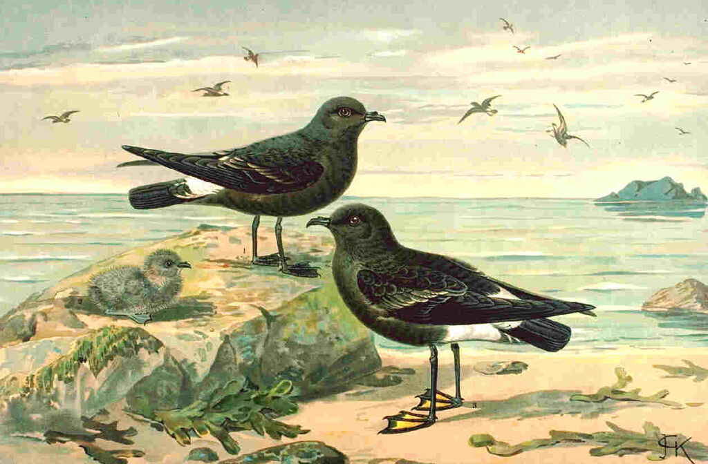 European Storm Petrel