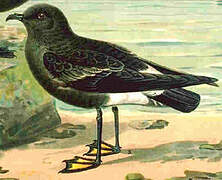 European Storm Petrel