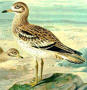 Eurasian Stone-curlew