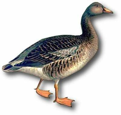 Pink-footed Goose