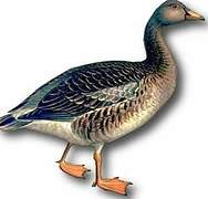 Pink-footed Goose