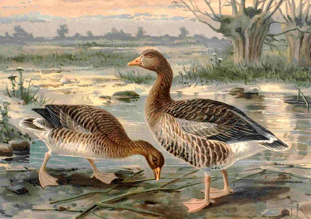 Greylag Goose