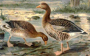 Greylag Goose