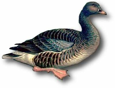 Taiga Bean Goose