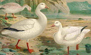 Snow Goose